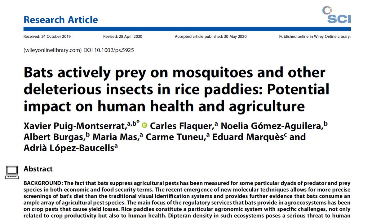 adria_baucells's tweet image. Sick of looking for citations to prove that #bats track and feed on mosquitoes? Look no more! In this study, we prove that and we also provide evidence of chironomid predation (deleterious insects in rice paddies). If you want to know why this is relevant follow the thread 👇
