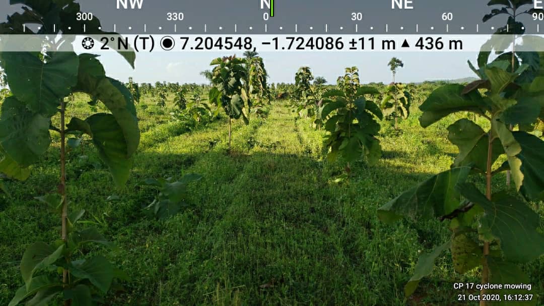MerePlantations's tweet photo. Requiring less power than a flail, the Cyclone Mower @MajorEquipment is fuel-efficient, environmentally sound, robust and easily maintained. Precision mowing in the plantation at its finest. #BuiltToLast #Mulching #SoilHealth #SoilStability #GreenJobs #AlwaysGrowing https://t.co/LhU8mTrDiq