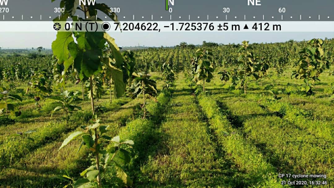 MerePlantations's tweet photo. Requiring less power than a flail, the Cyclone Mower @MajorEquipment is fuel-efficient, environmentally sound, robust and easily maintained. Precision mowing in the plantation at its finest. #BuiltToLast #Mulching #SoilHealth #SoilStability #GreenJobs #AlwaysGrowing https://t.co/LhU8mTrDiq
