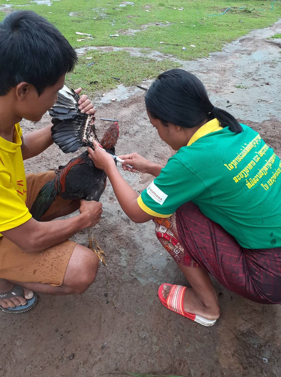 hpplaos's tweet photo. In our Food Security and Nutrition project in Khammouan the objective is to increase nutrition and fight malnutrition and stunting. One of the activities is animal pass-on-loans which started in December 2019. Members of the 100 Farmers' Clubs have  received 8,500 animals. https://t.co/oSFFDuVoDi