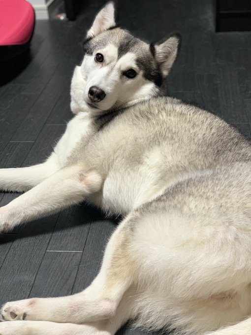 勝手に撮ると毎回この顔する https://t.co/SaFU0i1voa