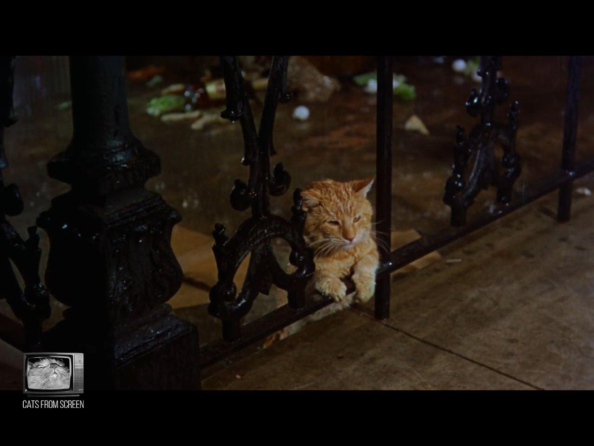 CatsScreen's tweet photo. Famous artist Orangey from the movie Breakfast at Tiffany's (1961).
#catsfromscreen #завтракутиффани #пушистики #breakfastattiffanys #кино #котики #audreyhepburn #одрихепберн https://t.co/N8oFHpAh2N