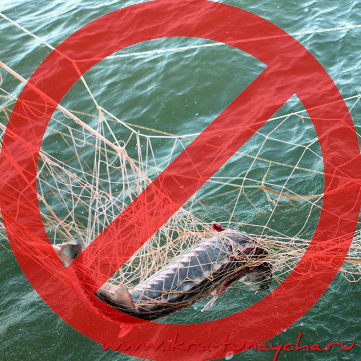 Браконьерство и его последствия: facebook.com/14371117498975…
Выбирайте только добросовестных продавцов. В нашем магазине весь товар сертифицирован: ikra-tunaycha.ru
#krasnaya_ikra_moscow #люблюрыбу #икра #морепродукты #качественныйтовар