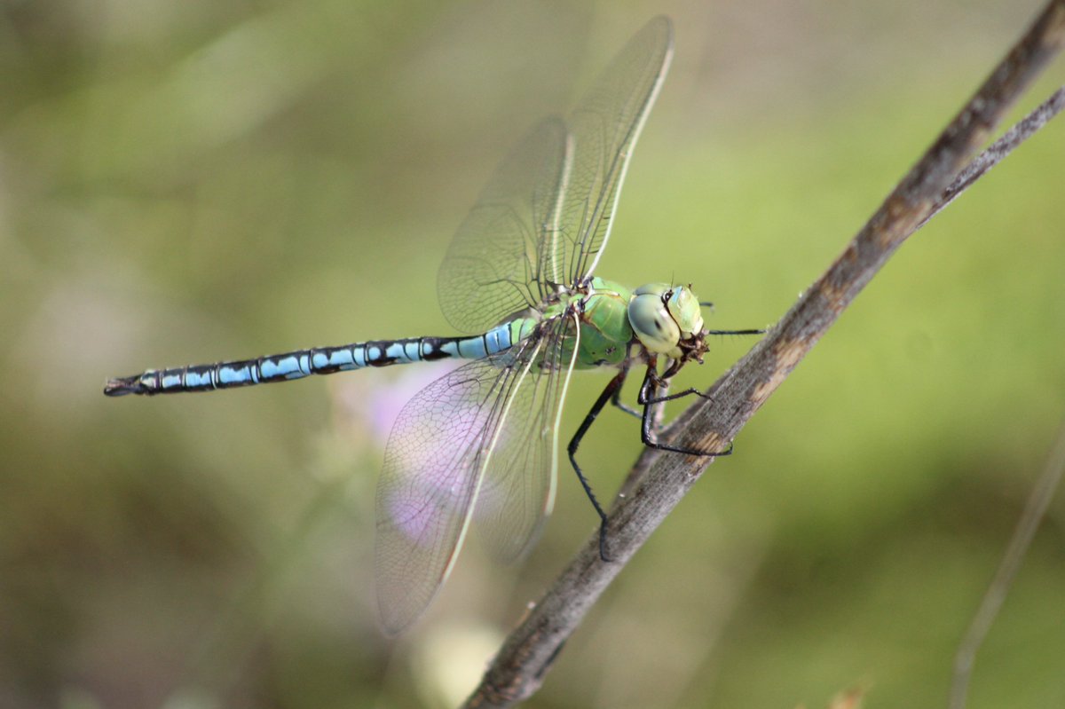 Ecoloxistas en Acción Ourense tweet media
