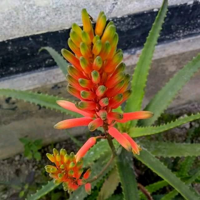 এ্যালোভেরা /ঘৃতকুমারী /ঘৃতকাঞ্চন ফুল🌸
এ্যালোভেরা'র প্রায় ৫০০প্রজাতির গাছ রয়েছে,।সবগুলোতেই ফুল আসে।কিন্তু গাছে ফুল আসার সঠিক সময় কখন বা কত বছর বয়সী গাছে ফুল হয় সে সম্পর্কে তেমন তথ্য পাওয়া যায় না।
একবার ফুল ফোটা শুরু হলে প্রতিবছরই সেই গাছে ফুল ফোটে।