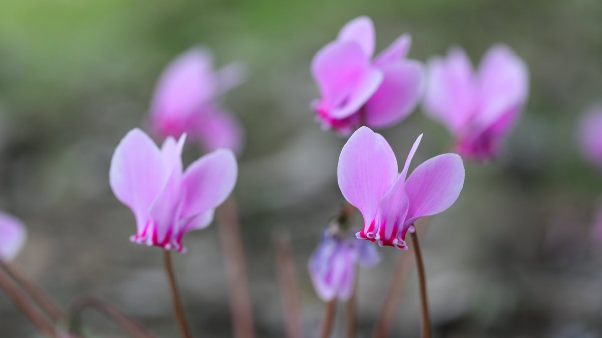 たけし 原種シクラメン 花言葉 絆 思いやり 花の写真 シクラメン せんだい農業園芸センター
