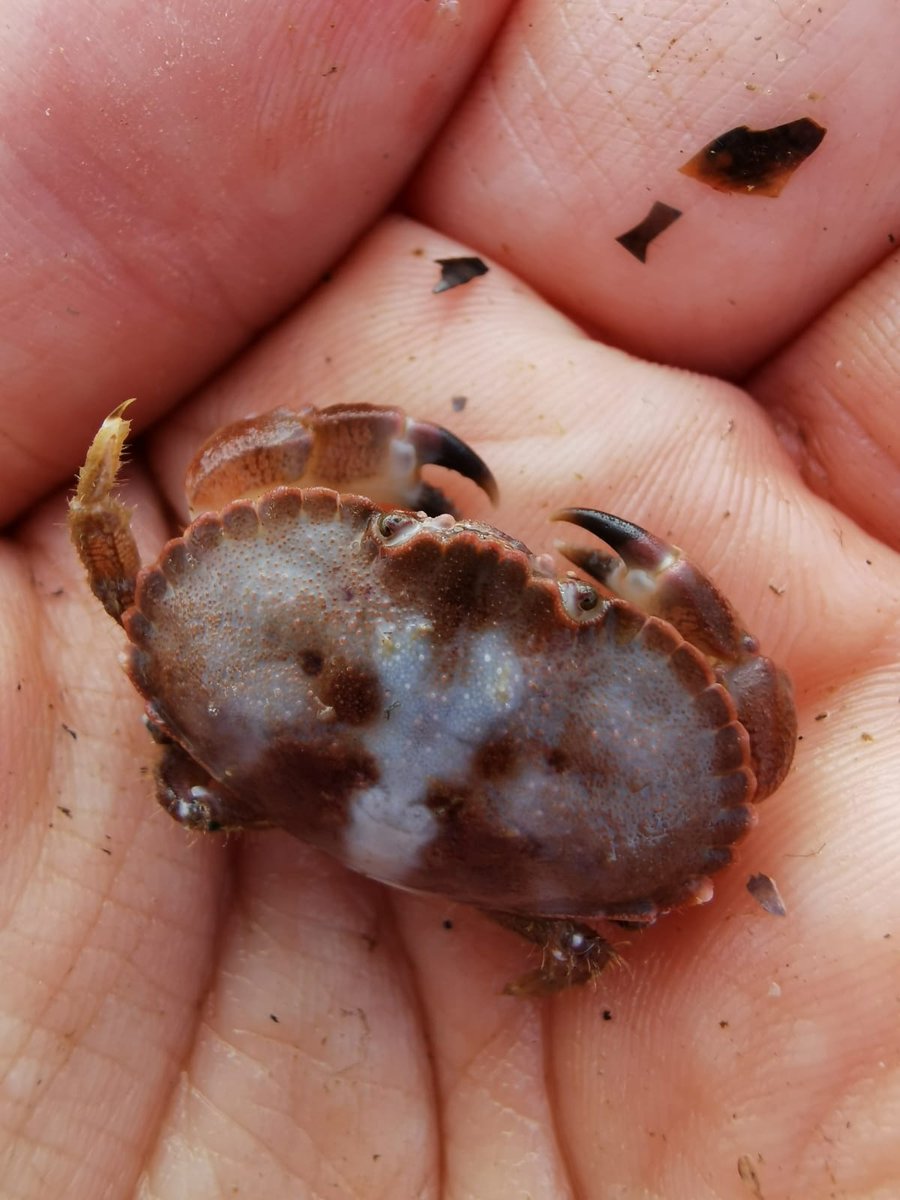 RivieraGeopark's tweet photo. #AroundTheGeopark @OffshoreShell  mussel lines act as a habitat for a whole host of other aquatic species, including #crabs, urchins, starfish, anemones, sponges, shrimp and #fish #offshoreshellfish
#mussels #sustainable #wildlife #ecosystems #habitats #SDGs https://t.co/7llxQthtZo