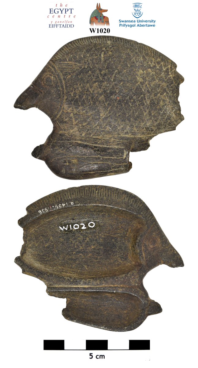 It's always nice when an object in @TheEgyptCentre collection carries a Wellcome number (R14098/1936), which often provides new info. This fish-shaped palette was purchased by Capt. Johnston-Saint, on behalf of Wellcome, from the well-known dealer Nicolas Tano (Cairo) in Feb 1931 https://t.co/vKK5Bxpn1N