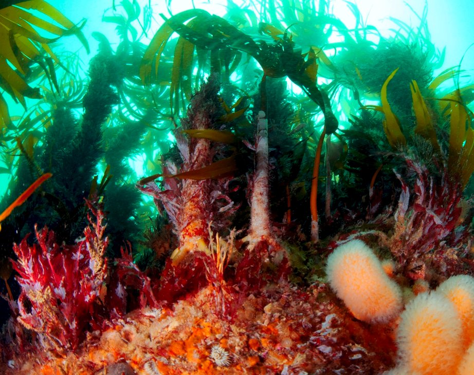 DanSmale1's tweet photo. Our new paper in Biodiversity &amp; Conservation examines understory algal assemblages in kelp forests along >1000 km of UK coastline. These assemblages are rich and abundant, and important as food source and habitat….. https://t.co/aBqsL2u0MJ https://t.co/wrYYzEksvg