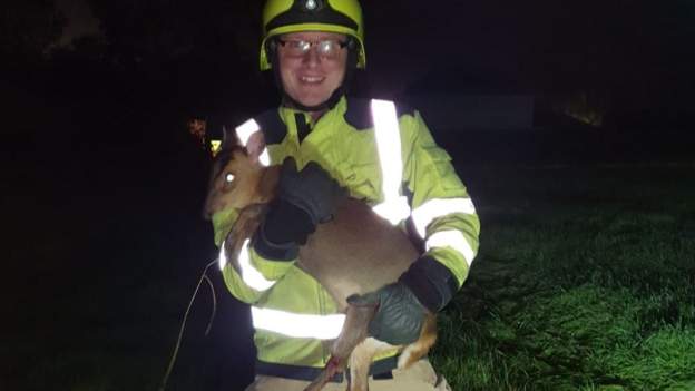 Deer rescued after becoming trapped in wire fence bbc.in/2TfY0pl