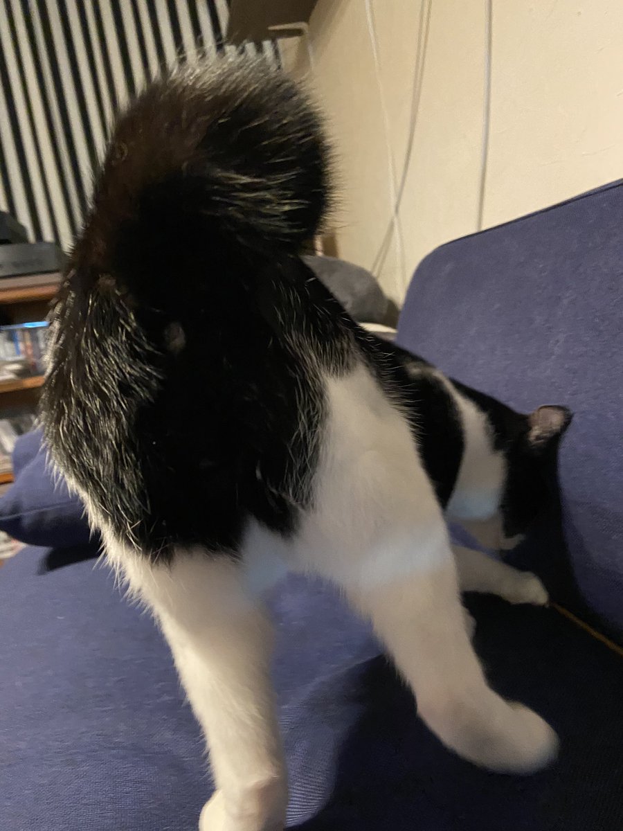 リサリサ Sur Twitter 猫のおしり可愛い大好き