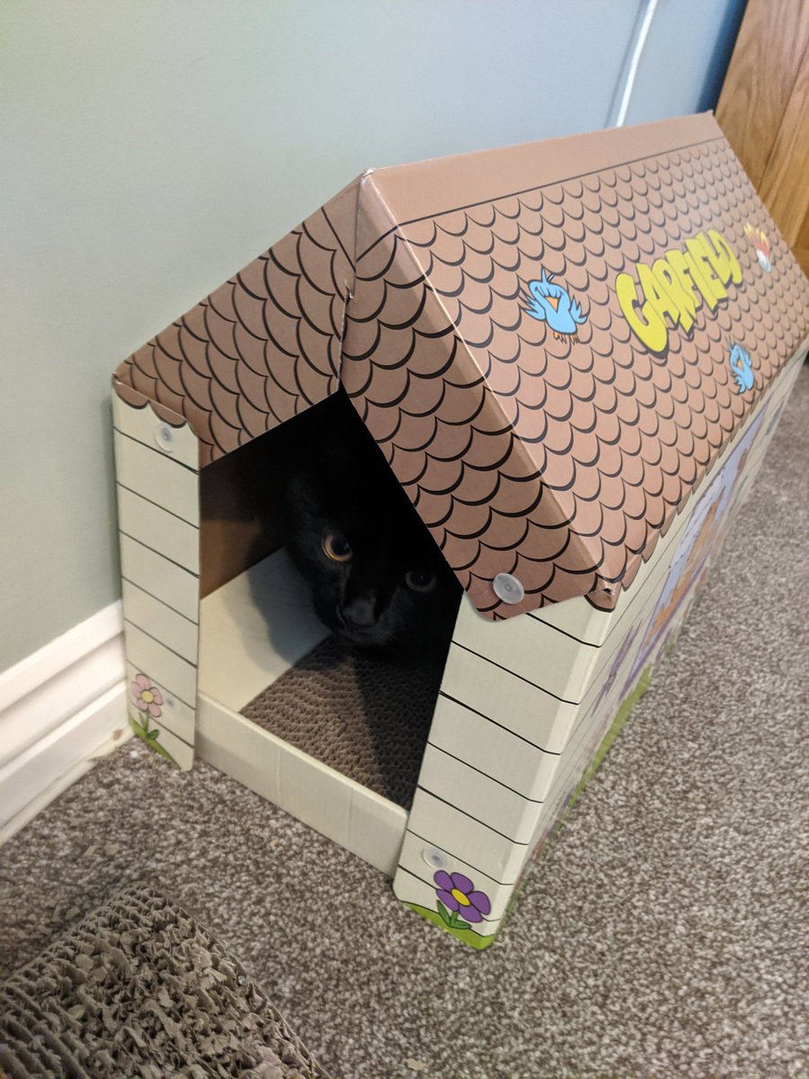 Dexter_Elphaba's tweet photo. It was our birthday 🥳 last week! So here was our gift! A cardboard house with a scratch box floor. We LOVE cardboard and we love this house!! 🎊 We are now 6... Feeling old now! The house was from B&amp;M Bargains! #CatsOfTwitter  #cats https://t.co/zzPIX9XYrD