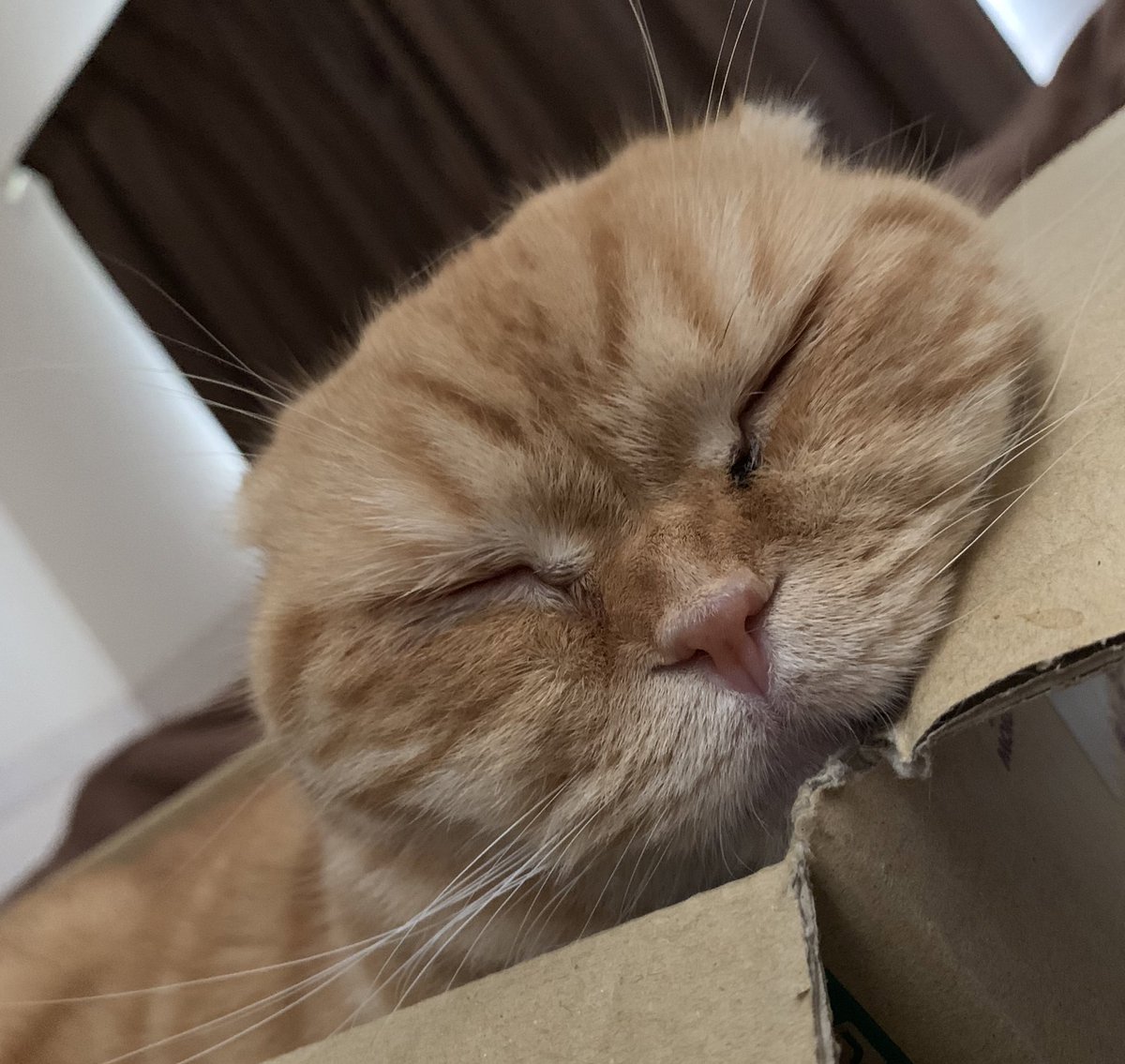 _transam's tweet image. なんか平べったい…つぶけた饅頭みたい
#ねこ