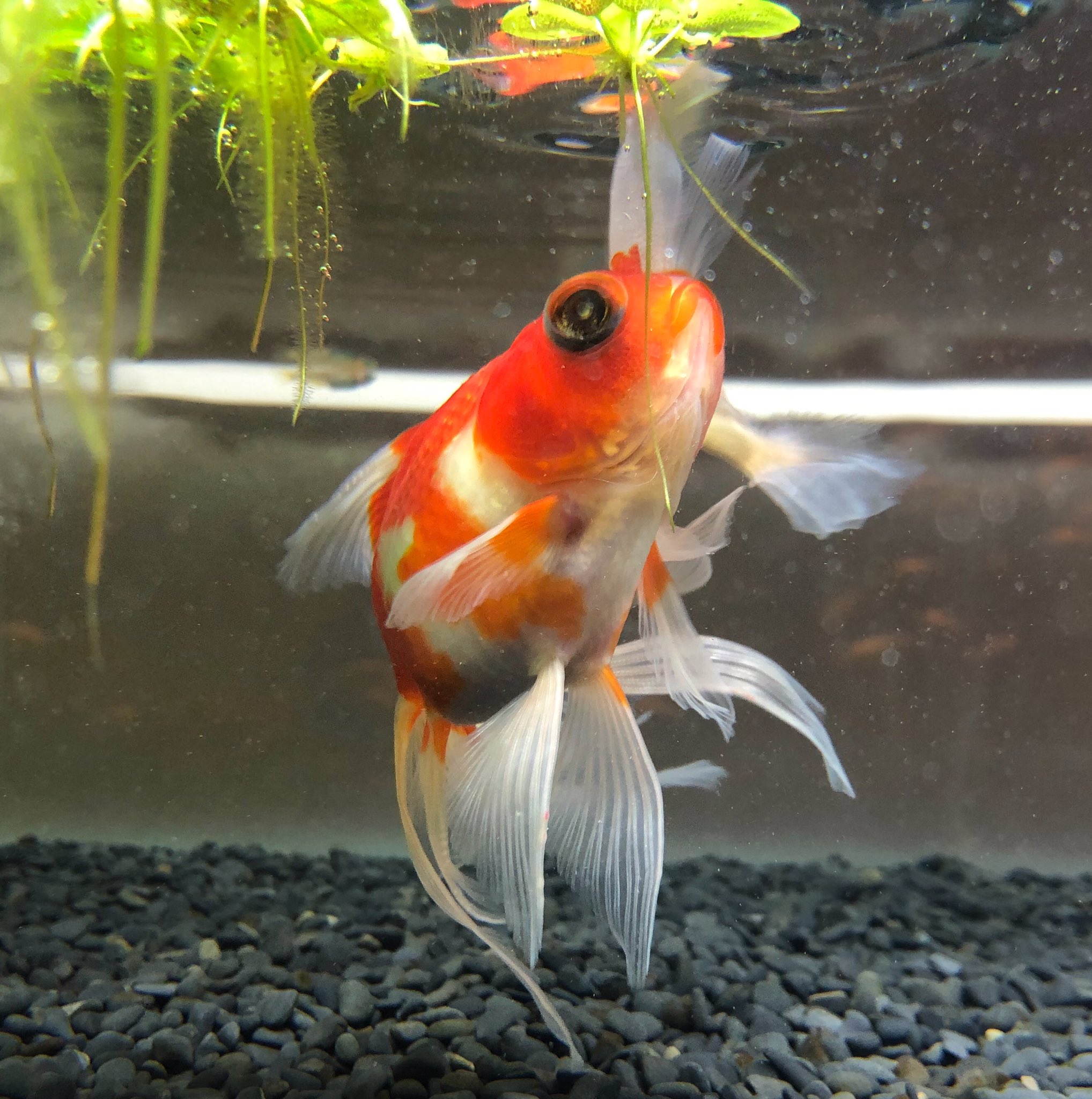 恵比寿店 チャーム公式 輝竜 きりゅう という品種の金魚が入荷しました チャーム恵比寿店 Charm恵比寿店 金魚 T Co Zrjnbayl5c Twitter