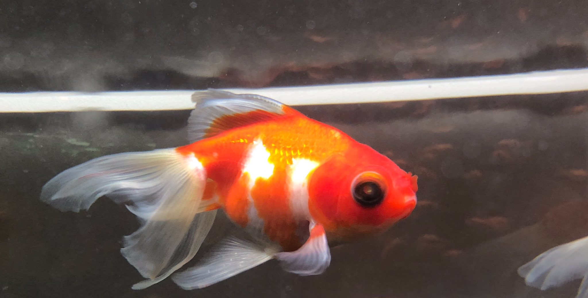 恵比寿店 チャーム公式 輝竜 きりゅう という品種の金魚が入荷しました チャーム恵比寿店 Charm恵比寿店 金魚 T Co Zrjnbayl5c Twitter