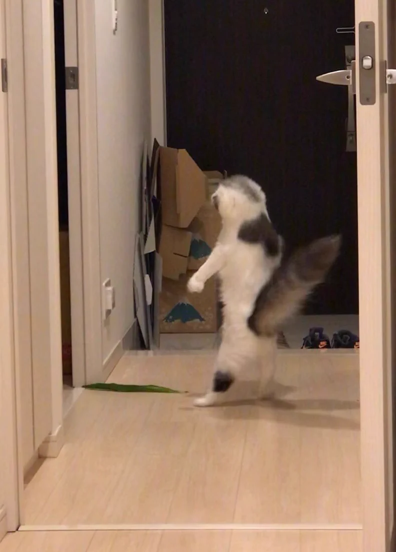 いったい何に見えたの？ｗｗ葉っぱに全力でおどろく猫ちゃんｗｗ