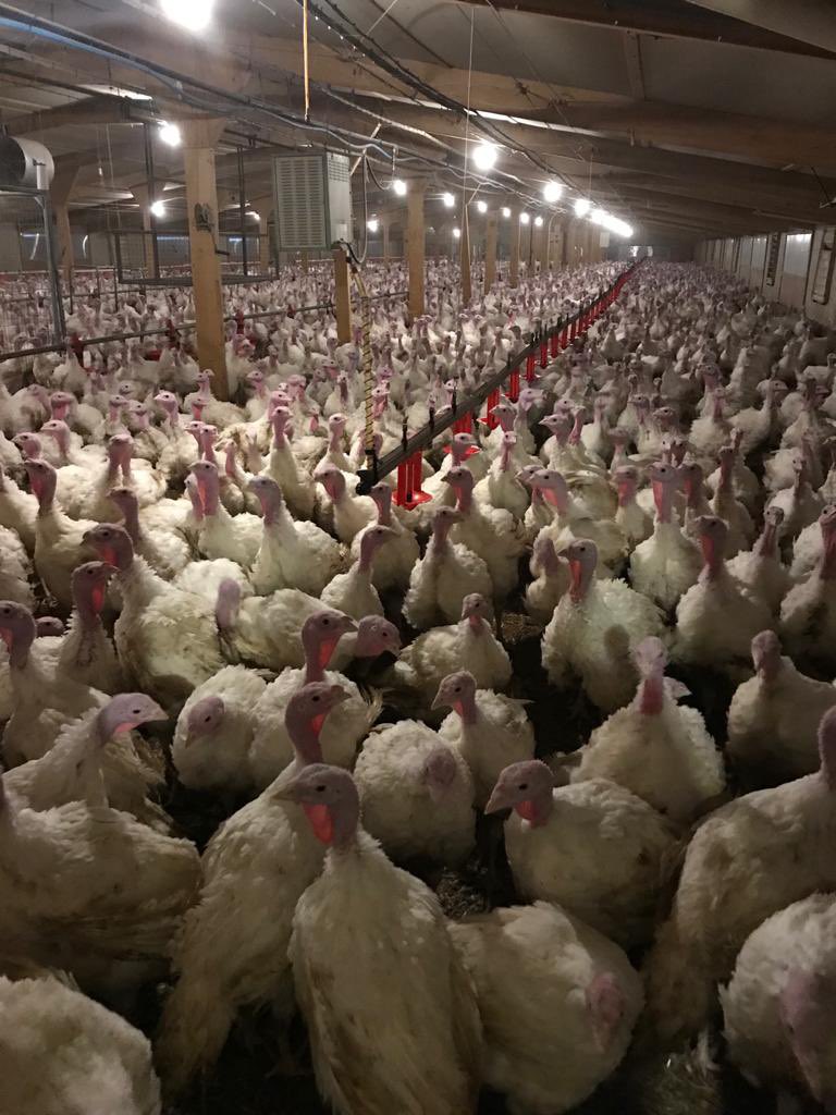 And the turkeys - all year round turkey farming for us. These are young and turkeys are always super inquisitive. If you want your poultry to follow you round the barn then go see some turkeys 😃

#HarperScholars #ukfarming