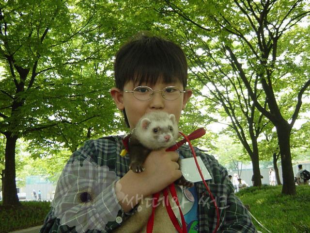  #CHANYEOL and his ferret, Ddori  [a thread]Some fans already shared about this several years ago..but since many of you asked for it, here it goes ~When  #찬열 was in elementary school, he was part of a "Ferret Lovers' Club".Here are some of his photos with ferrets.