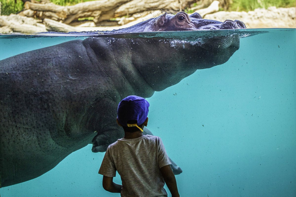 You, Your family & their favorite animals at #AlAinZoo!💚
Sounds like the perfect family day!✨
See you soon!😄
⏰: 9 AM – 8 PM | Daily https://t.co/CFJ22y91sj