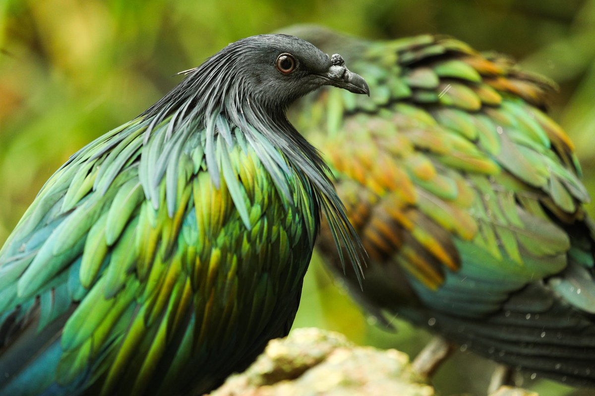 #DidYouKnow
The Nicobar Pigeon is the closest living relative to the . . .?👀
- Extinct Dodo
- Eagle
- Owl
Show us what you got friends!😄
#AlAinZoo https://t.co/Q03bwkamk0