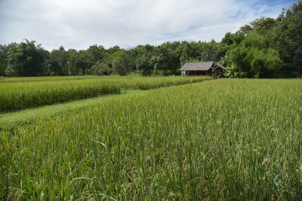 Ahsa Farmstay อาสาฟาร์​มสเตย์ tweet media