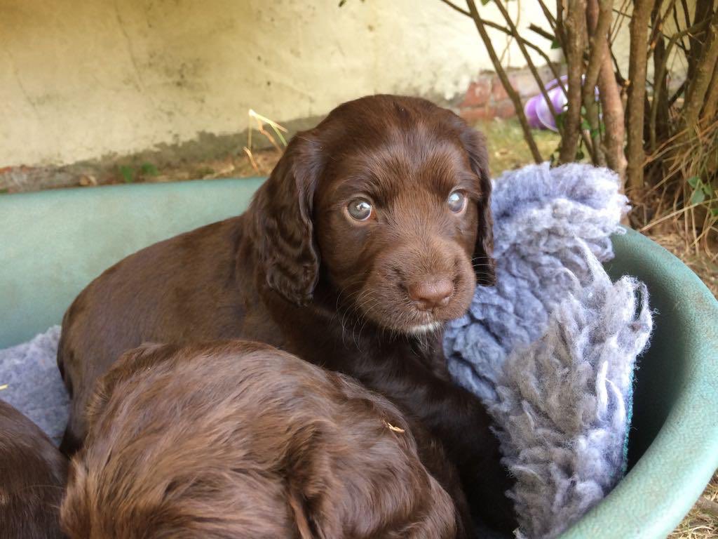 FoxandBark tweet media