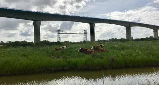 Zehub's tweet image. La #justice #annule l’autorisation de #prélèvement d#’eau pour l’#irrigation sur le bassin de la #Charente. - Actualités - LPO lpo.fr/actualites/la-…