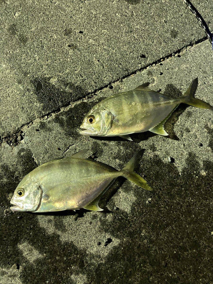 Kuroshio この魚はメッキでしょうか 波崎新港 色々な魚が釣れますw 釣り 釣り好きな人と繋がりたい 釣りスタグラム 釣り部 釣りッター 海釣り シーバス アジング ヒラメ 青物 ジギング ショアジギング アジスタ 銚子 メバル シマノ