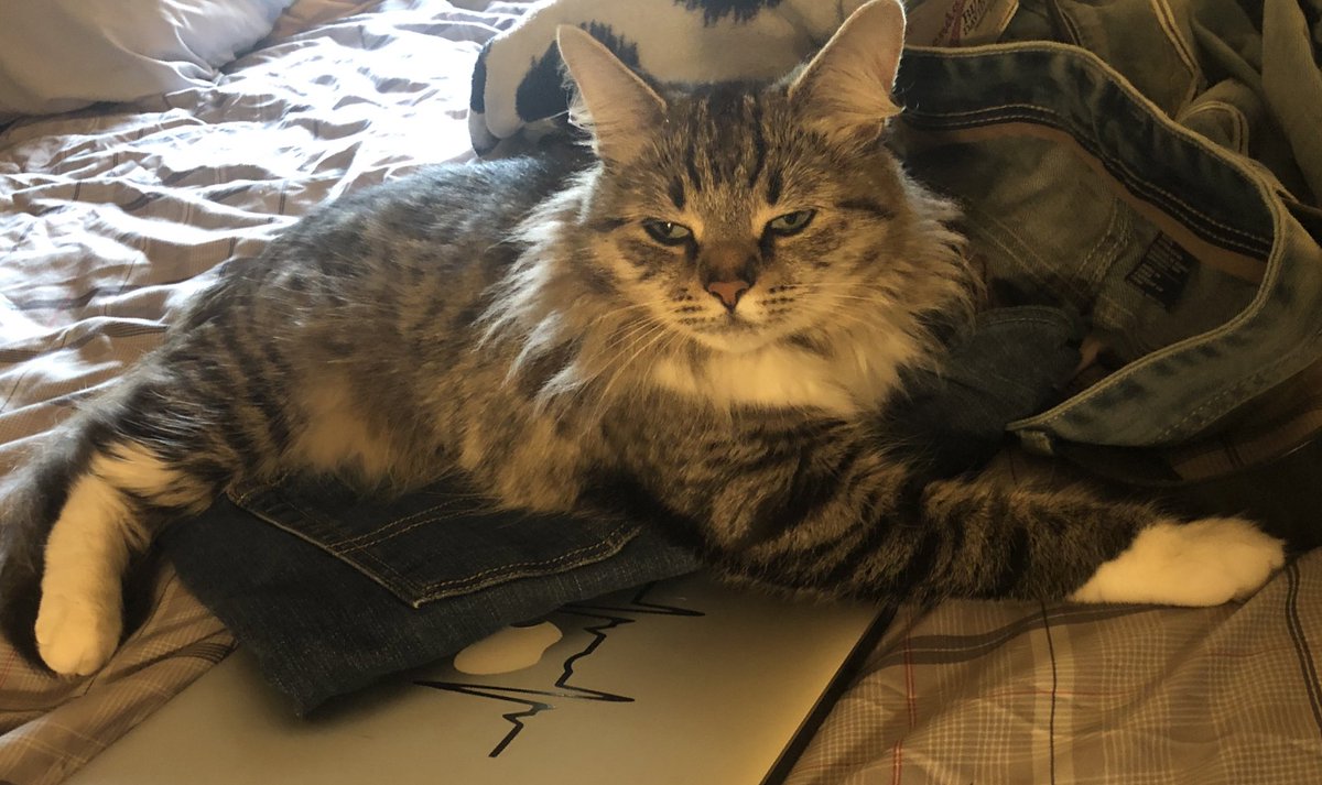 Why does love to sit on pants so much? 😂 #catlover #CatsOfTwitter #CuteCats