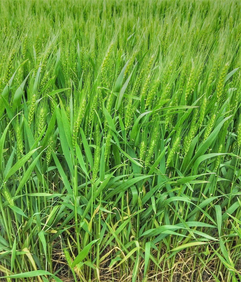 JuanpiCileiro's tweet photo. Recorrida de lotes de Trigo con #AndreoliSA . Resumen: Muy buen potencial de rendimiento en los lotes. En variedades suceptibles a RA cuantificar bien las incidencias y no entrar pasados. @Syngenta_ar #MiravisTriplePack #ElatusAce. https://t.co/FpPzomOPuJ