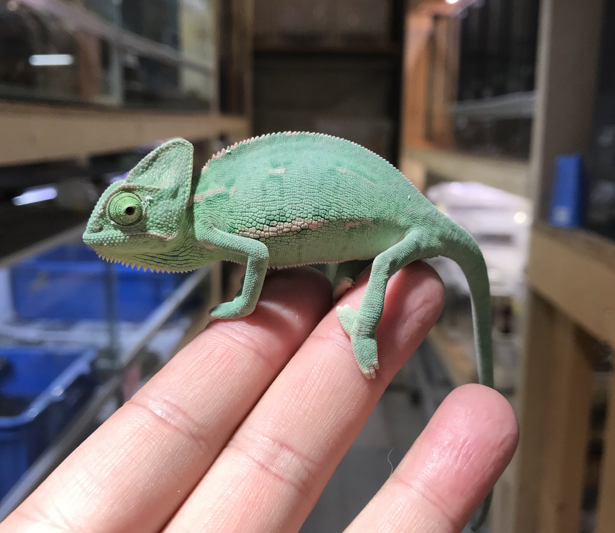 トロピカル ジェム スタッフ エボシカメレオン 小さい目の可愛いサイズから少し育ったサイズまでいます コオロギをパクパク食べて成長中です T Co Fwdtaripem Twitter