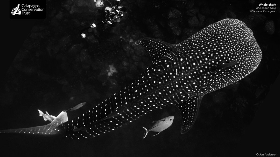 QUICK! You're running out of time! ⏰

Today is #GalapagosDay 🌊  and there is still time to sign up to our exciting #Galapagos ocean protection webinar. It starts today at 6pm (BST) 

👉  bit.ly/galapagosday-2…