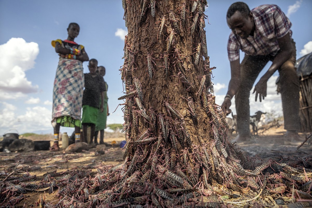 IGAD_CPAC's tweet photo. Did you know that ICPAC co-hosts the regional Food Security and Nutrition Working Group #FSNWG for #EasternAfrica?
🦗🦗 Regional Desert Locust Impact Assessment Report
https://t.co/WiPh3wUbgB https://t.co/z4LbW8JQu1