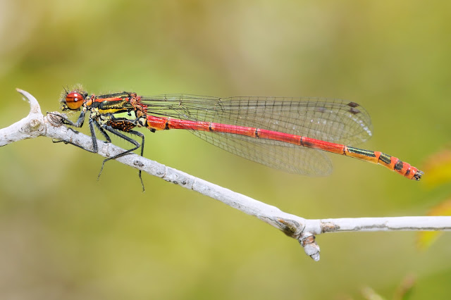 Amig@s Sierra Nevada tweet media