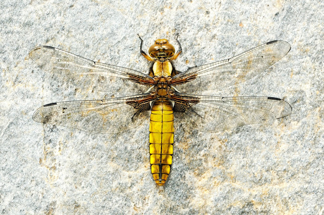 Amig@s Sierra Nevada tweet media