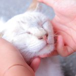 猫を飼っている人は覚えておくといつか役立つかも？猫が外に逃げてしまったとき、探すべきは近所!