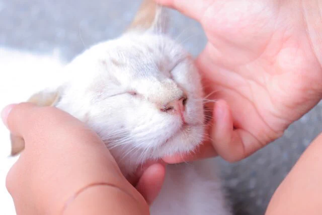 猫を飼っている人は覚えておくといつか役立つかも？猫が外に逃げてしまったとき、探すべきは近所！