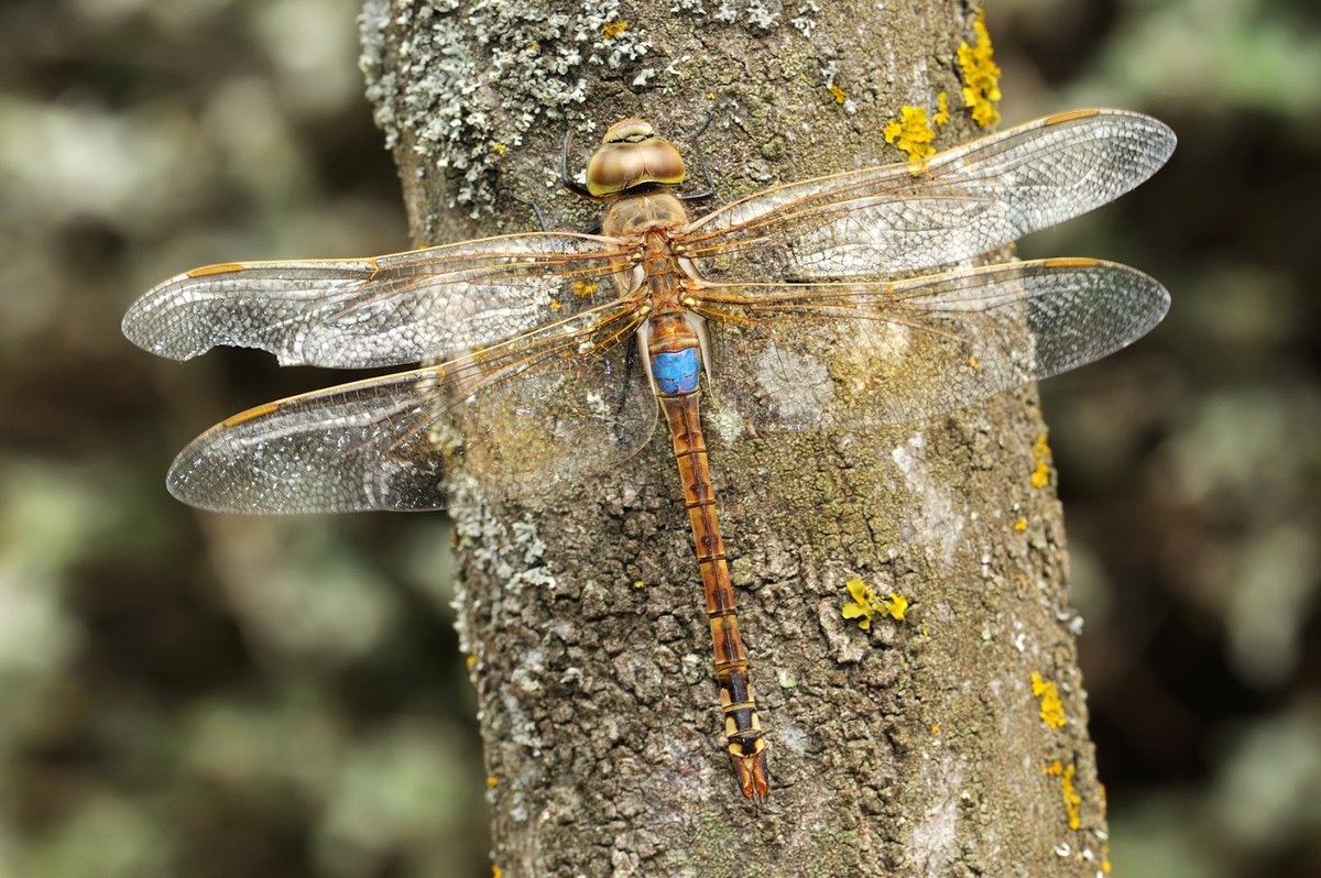 Amig@s Sierra Nevada tweet media