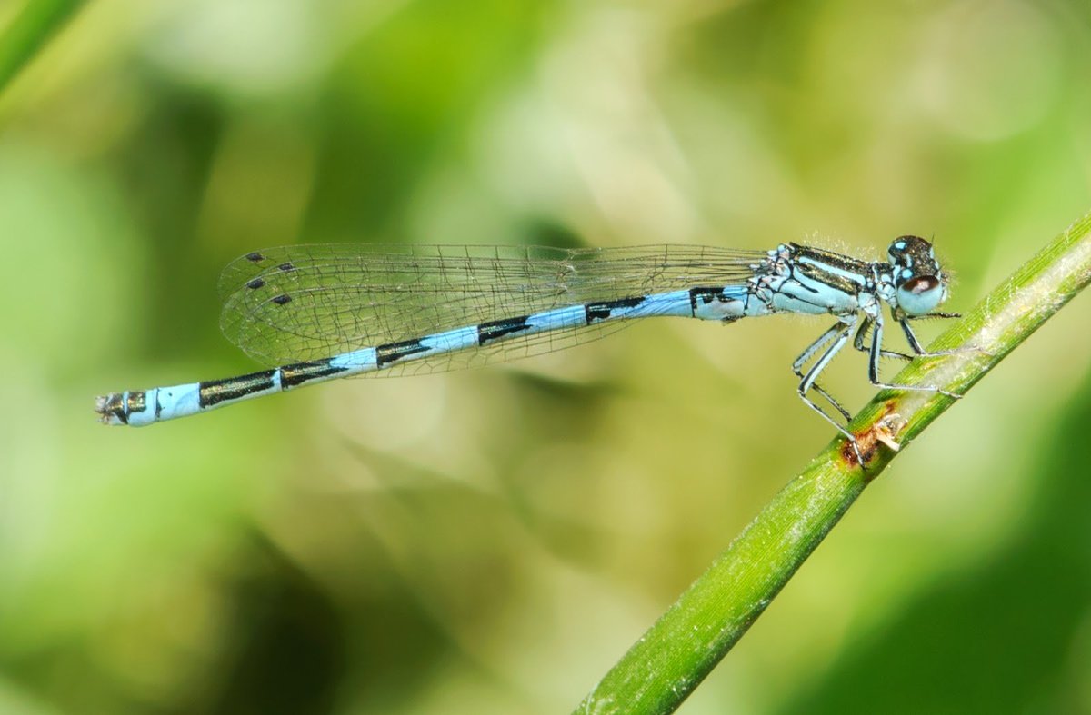 Amig@s Sierra Nevada tweet media