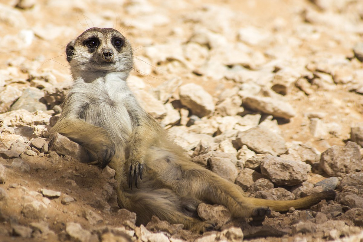 Give us your funniest caption friends!
This is me when . . . .😆
#AlAinZoo https://t.co/lRU5qJAE2m
