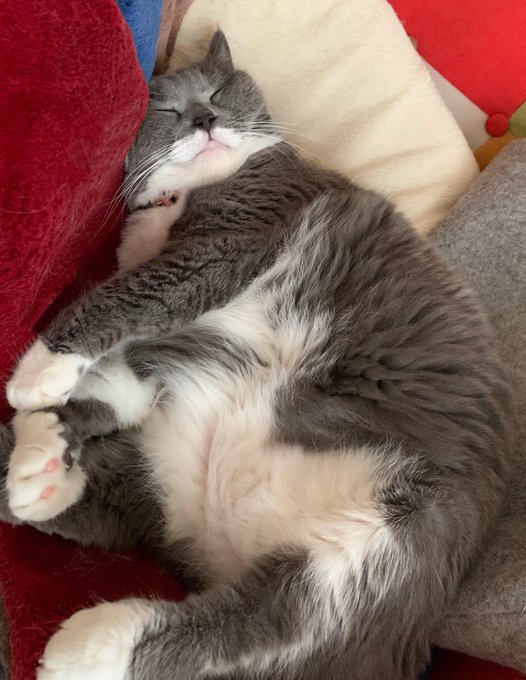 潰して 高画質 のtwitterイラスト検索結果