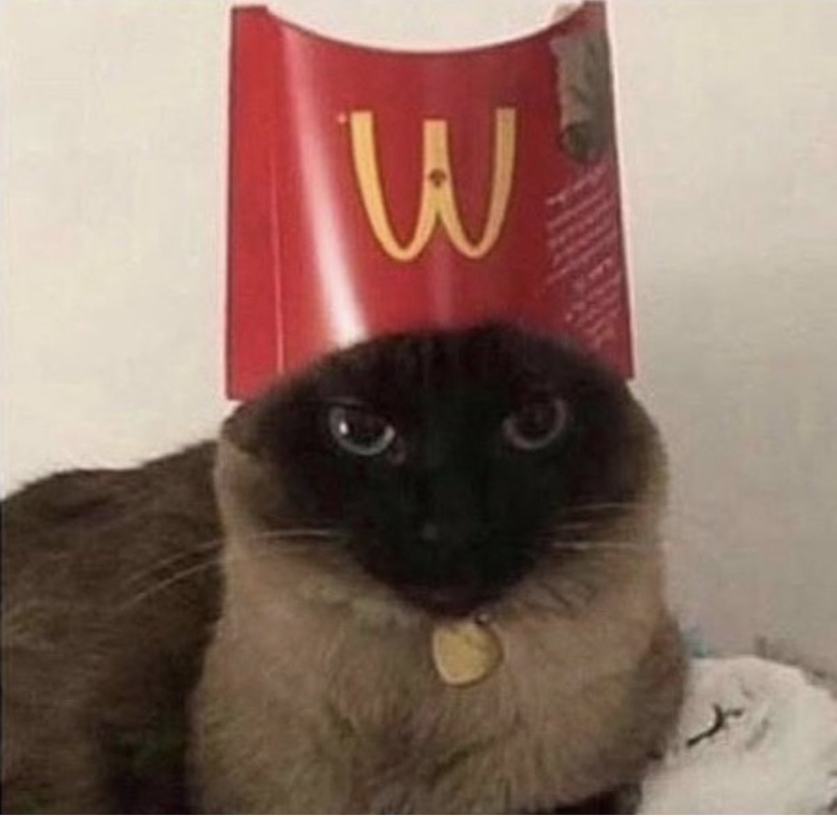 Watercatlor tweet media