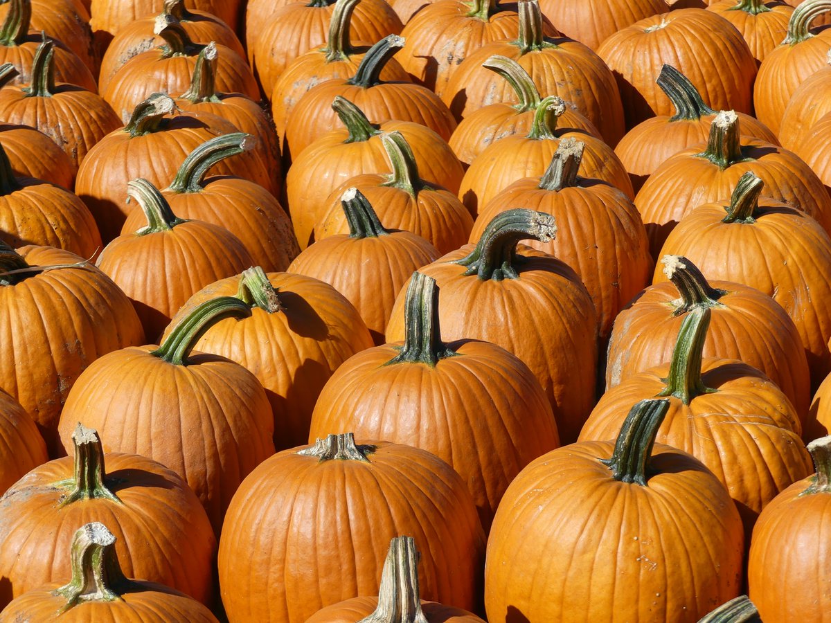 stjacobsvillage's tweet photo. A BIG thank you to our friends at @HerrlesMarket for supplying us with LOTS of pumpkins for our St. Jacobs Pumpkin Parade! 🎃 Visit  https://t.co/gAbjEi8yAo for more details on this FREE PUMPKIN CARVING EVENT! #kwawesome #explorewr #waterlooregion #ontariotravel #explorecanada https://t.co/KNXBB7xGit