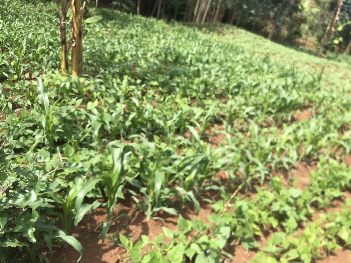 mukajuru's tweet photo. Ubuhinzi buvuguruye bw’ibigoli bivanze n’ibishyimbo https://t.co/KiHVLpmgYa