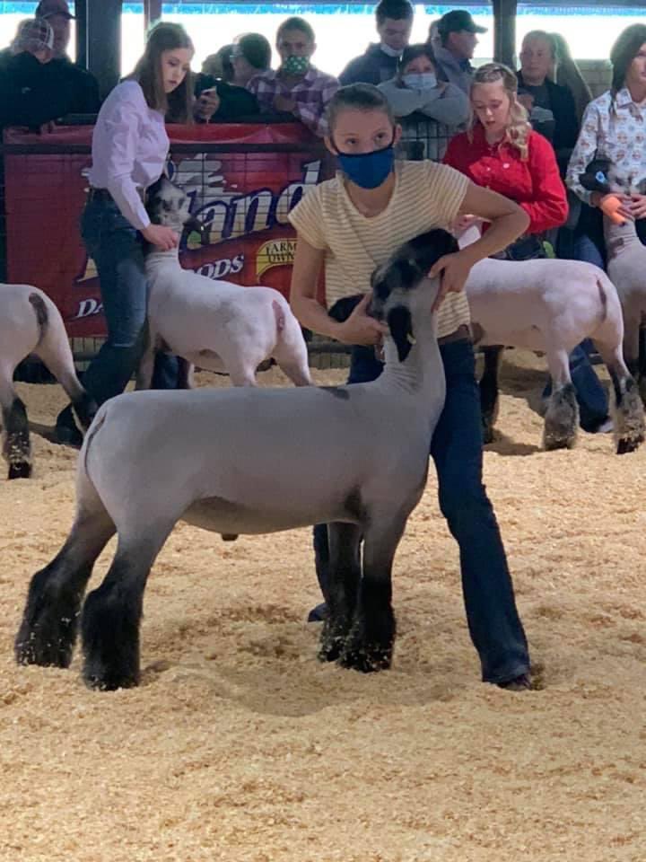 Congratulations Hannah Baker 5th Overall AR Bred Lamb! <a href="/JoshDennisBaker/">Josh Baker</a> <a href="/MH_FFA/">Mtn Home FFA</a> <a href="/ArkansasFFA/">Arkansas FFA</a> <a href="/EdDcte/">Arkansas Ed. DCTE</a> <a href="/BombersMh/">Mountain Home Public Schools</a> <a href="/Dr_JakeLong/">Jake Long</a> <a href="/dockremers/">AKremers</a> <a href="/cbacchus81/">Chris Bacchus</a>
