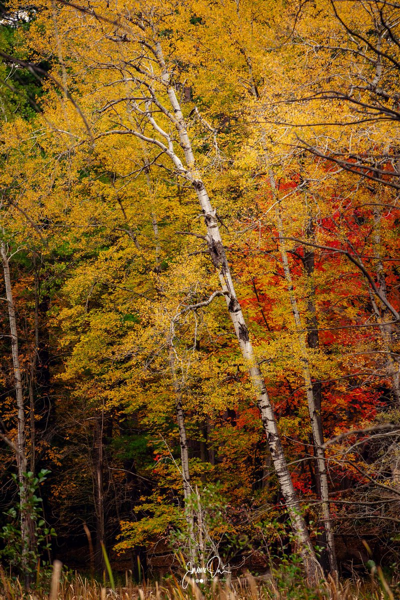Good morning everyone!  Enjoy this beautiful scene from Letchworth State Park!  <a href="/john_kucko/">John Kucko</a> <a href="/NYstateparks/">NY State Parks</a> <a href="/I_LOVE_NY/">I LOVE NEW YORK</a> <a href="/WHEC_SPensgen/">Stacey Pensgen</a>