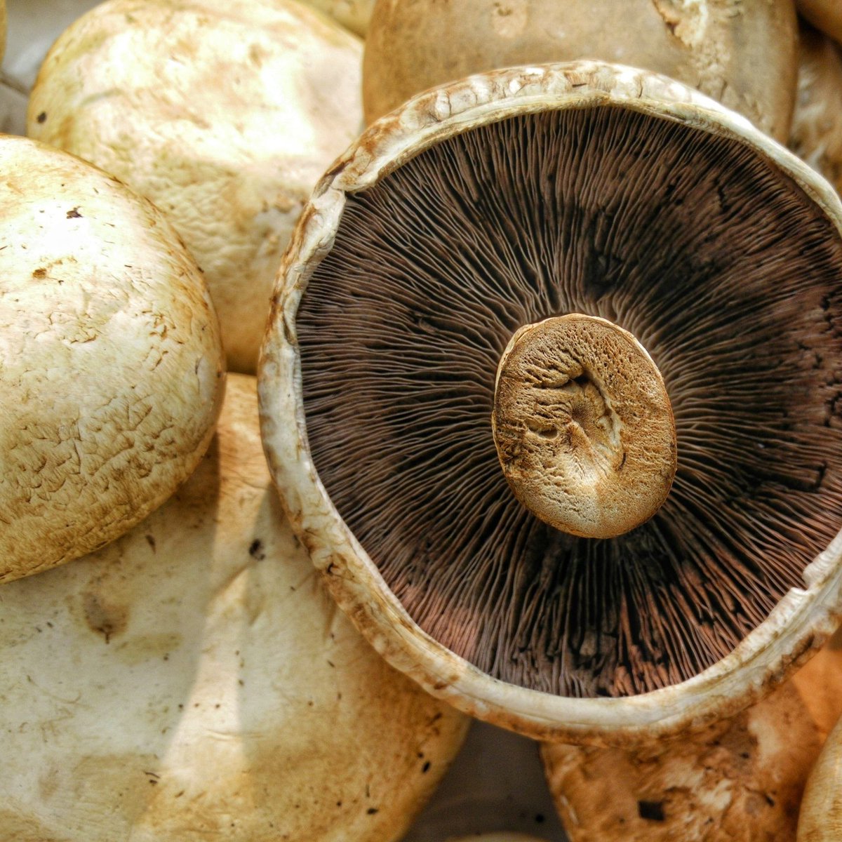 st_sidwells's tweet photo. At St Sid's we have lots of great gardening workshops coming up. Learn about winter pruning, mushroom growing and lots more. #gardening #workshop #growyourown 
https://t.co/yn291cHYBI https://t.co/lzkVk5qZEf