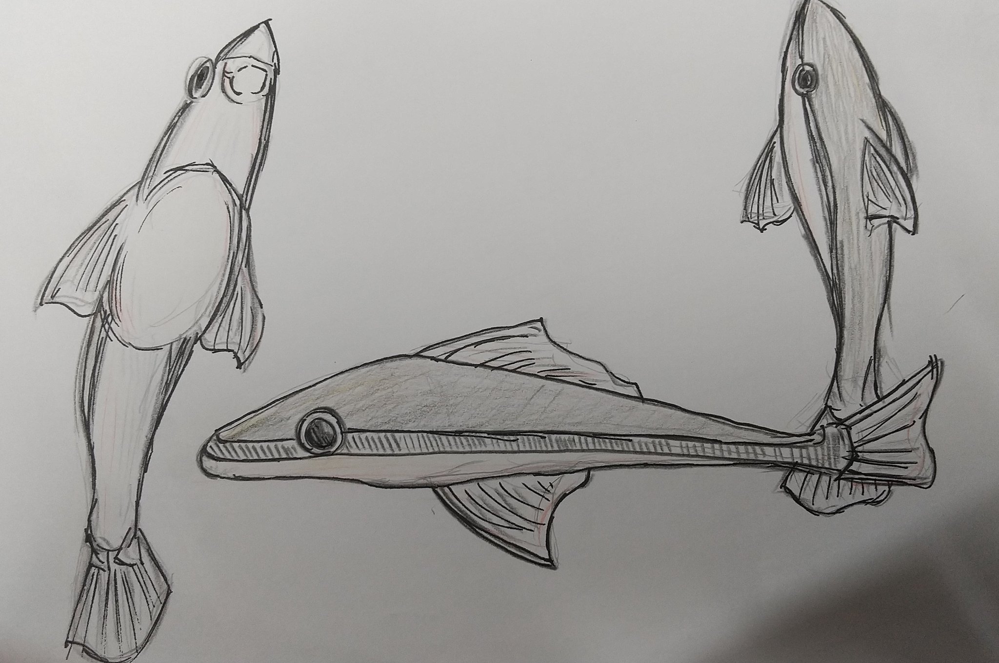 なすり 受 験 期 プリント整理してたら出てきました魚の絵です それと魚の写真です 種類はオトシンクルス 今家に4 5匹います かわいい 魚イラスト T Co J10yqp5eoy Twitter なすり 受 験 期 プリント整理してたら出てきました魚の絵です それと魚の写真です 種類はオトシンクルス 今家に4 5匹います かわいい 魚イラスト T Co J10yqp5eoy Twitter