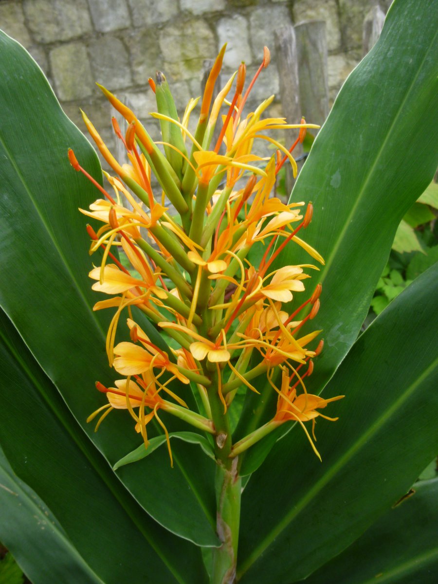 ymtgardenwatch's tweet photo. This splendid flower has just come into bloom. It is a Hahli Ginger and is immediately inside the edible garden as you enter from the main gardens. https://t.co/7Jt1X6VJ7l