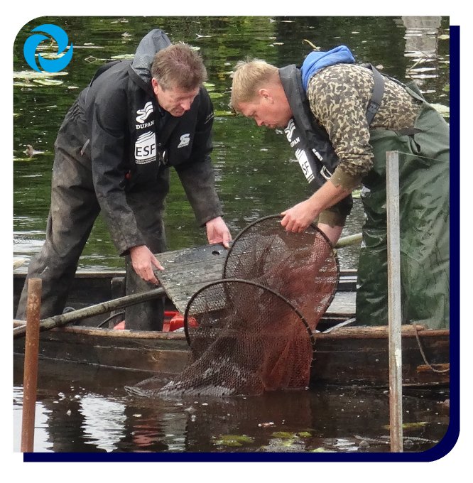 Paling over de dijk zetten? 😳
Ja, dat doen we bij gemaal de Ruijter #VinkeveensePlassen. Nu werken we aan een definitieve oplossing: we maken gemaal de Ruijter visveilig & vispasseerbaar.
💻Webinar - op #wereldvismigratiedag doen we mee tussen 10u-11u https://t.co/D9niRY8W9X
